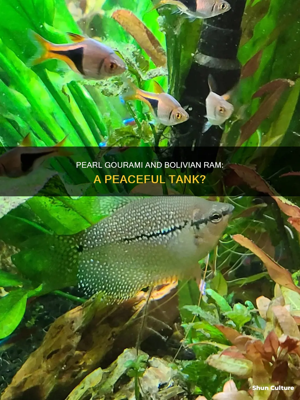 will pearl gourami get along with bolivian ram