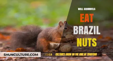 Do Squirrels Eat Brazil Nuts? A Nutritional Insight for Wildlife Enthusiasts