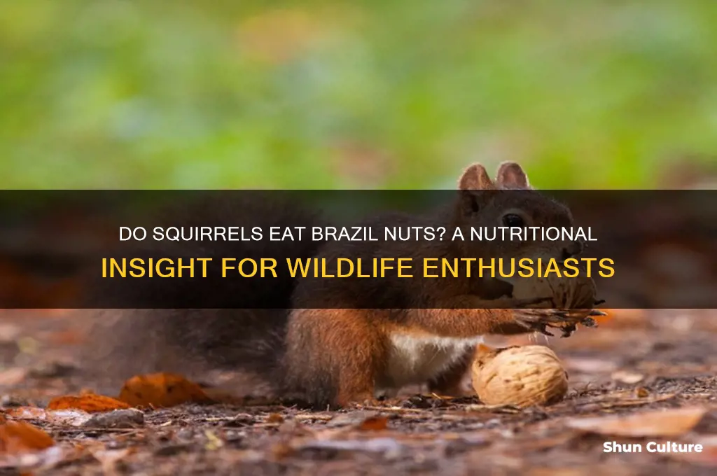 will squirrels eat brazil nuts