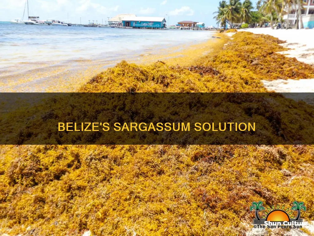 will the sargassum go away in belize