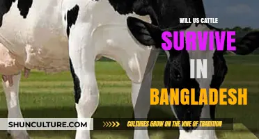 Can US Cattle Thrive in Bangladesh's Climate and Farming Conditions?