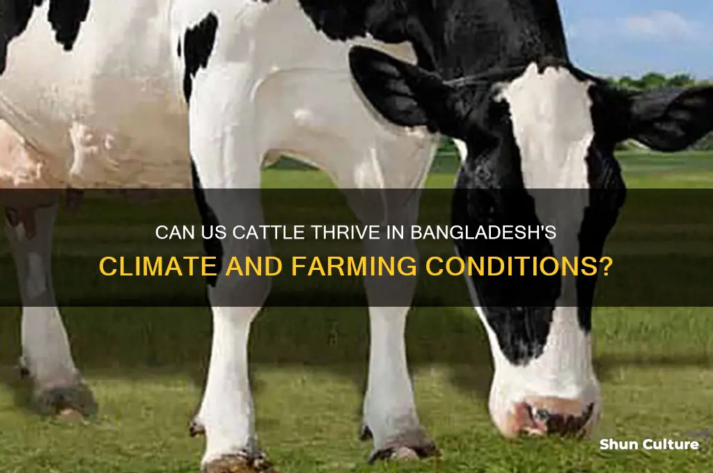will us cattle survive in bangladesh