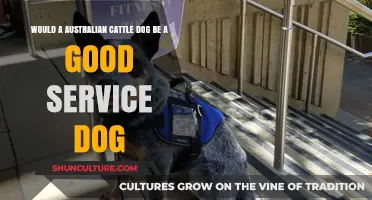 Australian Cattle Dogs: Potential Service Dogs?
