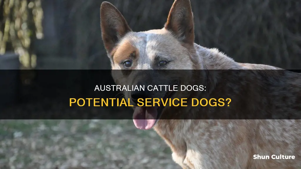 would a australian cattle dog be a good service dog